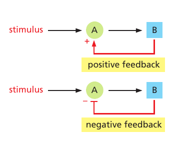 Positive and negative feedback